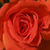 Roșu - Trandafir pentru straturi Grandiflora - Floribunda - Prominent®